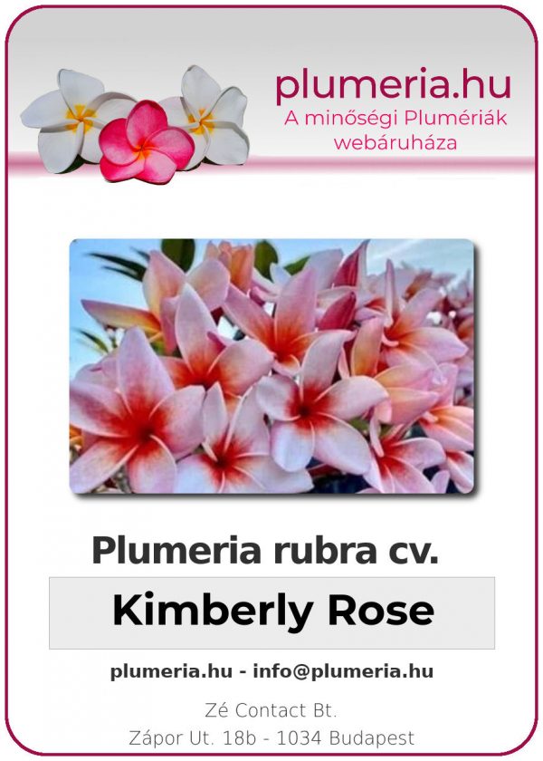 Plumeria rubra - "Kimberly Rose"