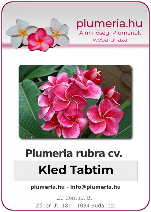 Plumeria rubra - "Kled Tabtim"