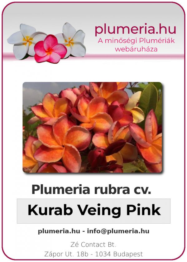 Plumeria rubra - "Kurab Veing Pink"