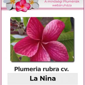 Plumeria rubra - "La Nina"