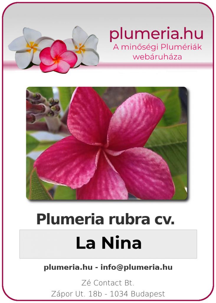 Plumeria rubra "La Nina"