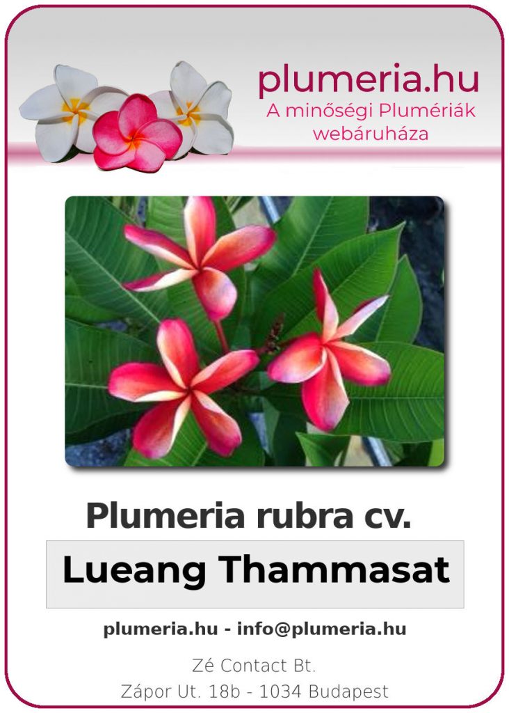 Plumeria rubra "Lueang Thammasat"