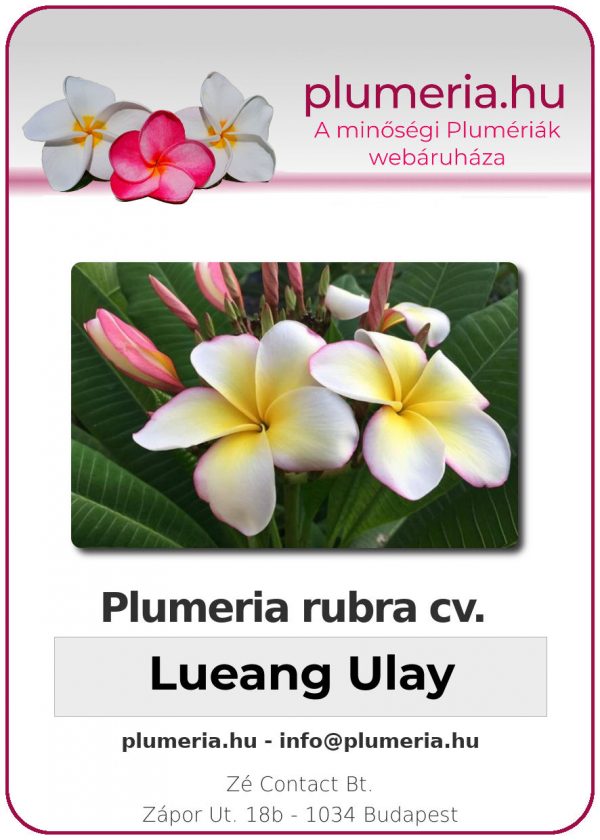 Plumeria rubra - "Lueang Ulay"