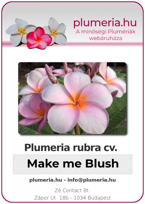 Plumeria rubra - "Make me Blush"