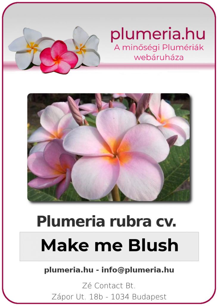 Plumeria rubra "Make me Blush"