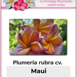 Plumeria rubra - "Maui"