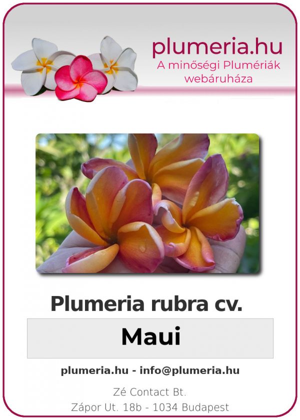 Plumeria rubra - "Maui"