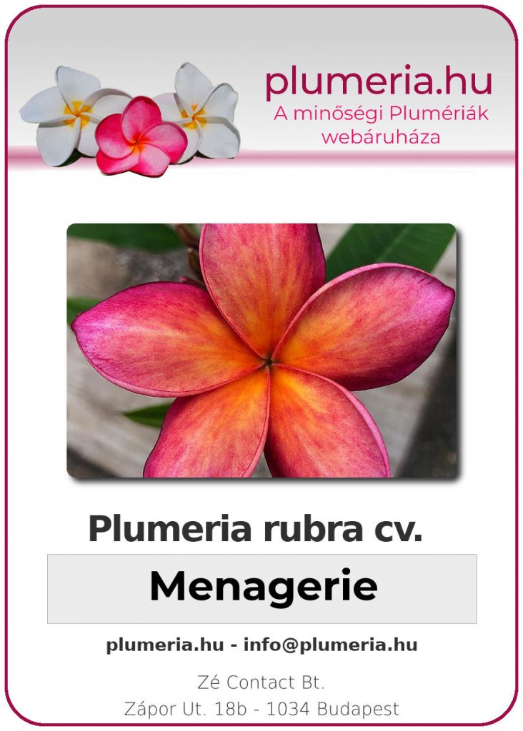 Plumeria rubra "Menagerie"