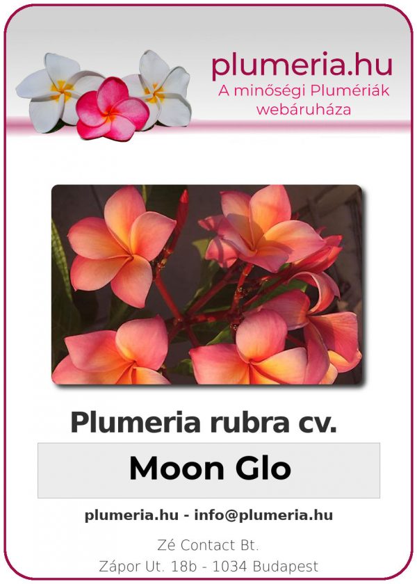 Plumeria rubra - "Moon Glo"