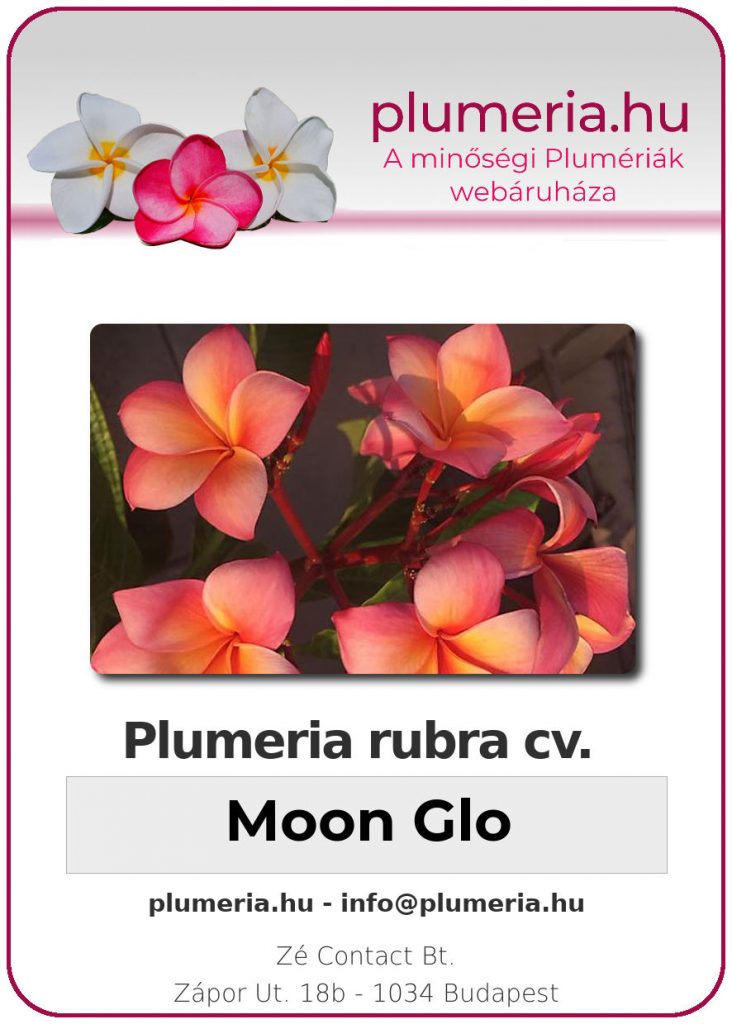 Plumeria rubra "Moon Glo"