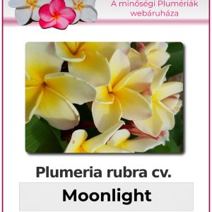 Plumeria rubra - "Moonlight"