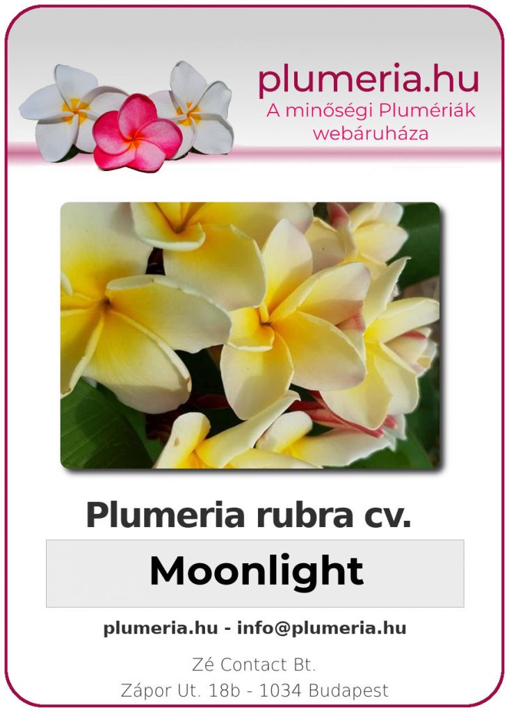 Plumeria rubra "Moonlight"