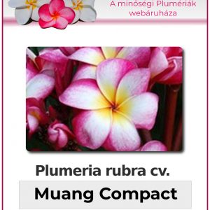 Plumeria rubra - "Muang Compact"