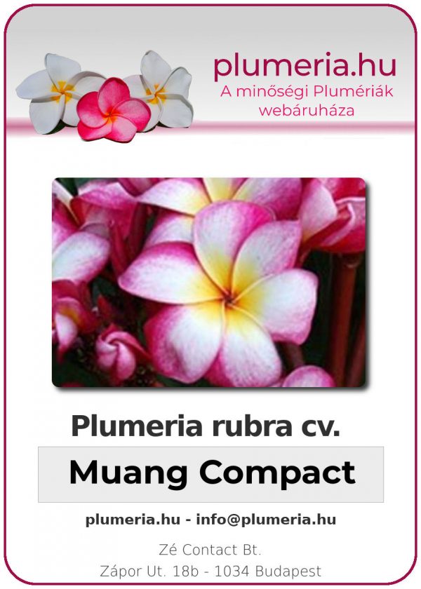 Plumeria rubra - "Muang Compact"