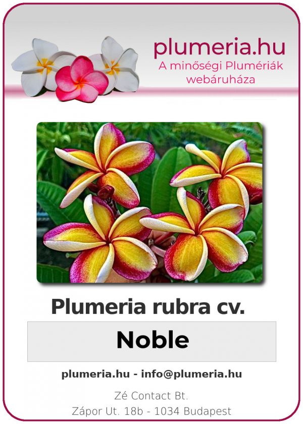 Plumeria rubra - "Noble"