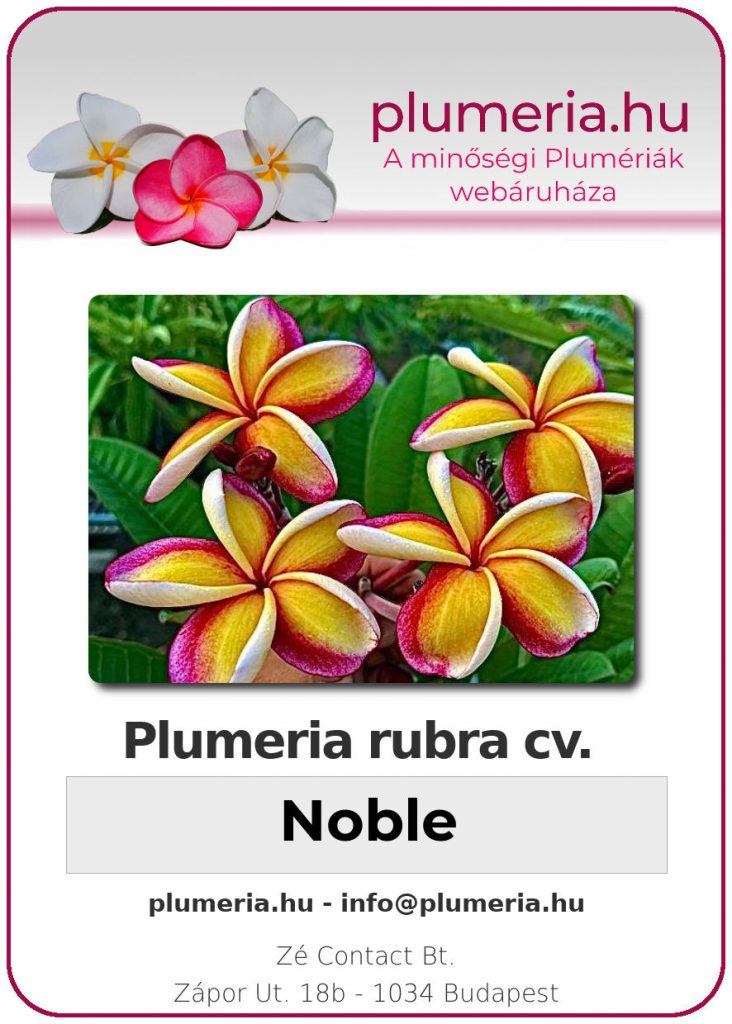 Plumeria rubra "Noble"