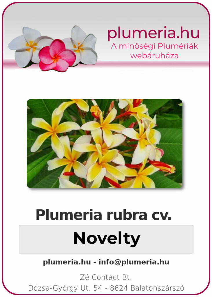 Plumeria rubra "Novelty"