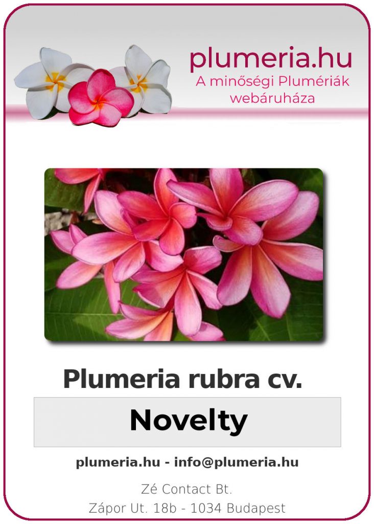 Plumeria rubra "Novelty"