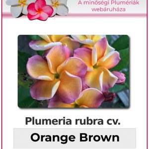 Plumeria rubra - "Orange Brown"