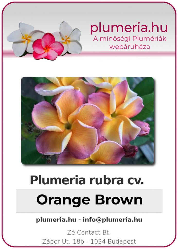 Plumeria rubra "Orange Brown"