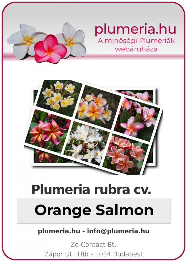 Plumeria rubra - "Orange Salmon"