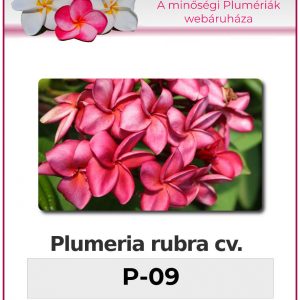 Plumeria rubra - "P-09"