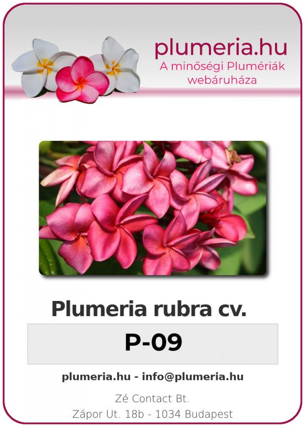 Plumeria rubra - "P-09"