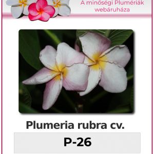 Plumeria rubra - "P-26"