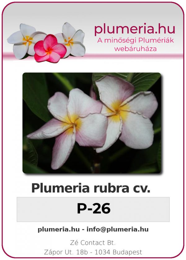 Plumeria rubra - "P-26"