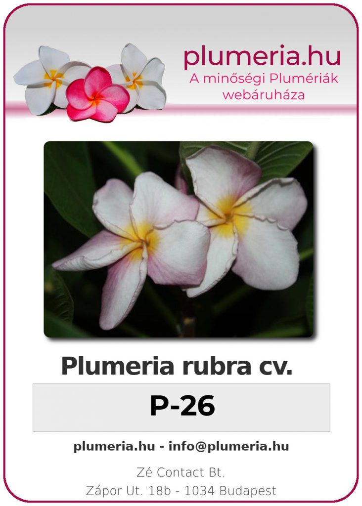 Plumeria rubra "P-26"