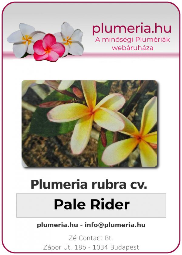 Plumeria rubra - "Pale Rider"