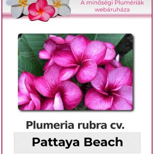 Plumeria rubra - "Pattaya Beach"