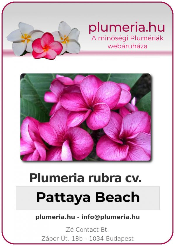 Plumeria rubra - "Pattaya Beach"