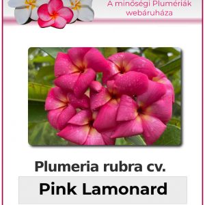 Plumeria rubra - "Pink Lamonard"