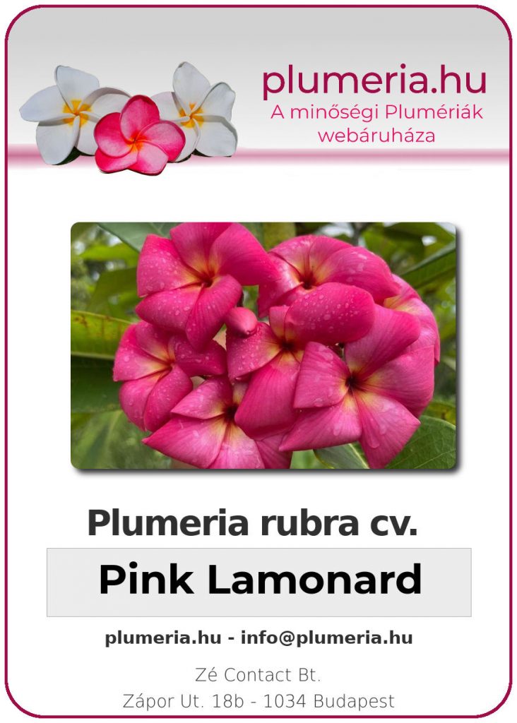 Plumeria rubra "Pink Lamonard"
