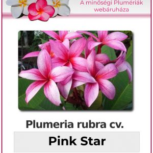 Plumeria rubra - "Pink Star"