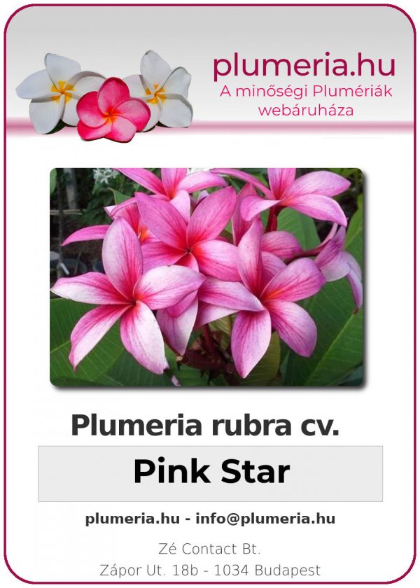 Plumeria rubra - "Pink Star"