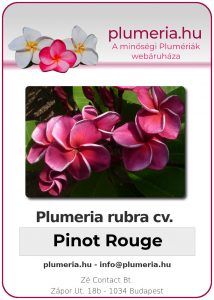 Plumeria rubra - "Pinot Rouge"