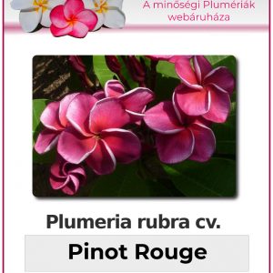 Plumeria rubra - "Pinot Rouge"