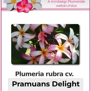 Plumeria rubra - "Pramuans Delight"