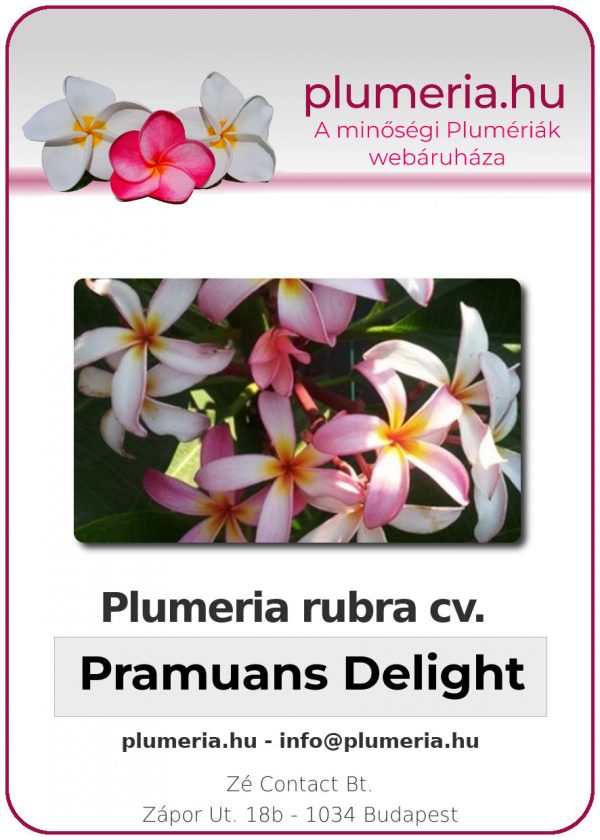 Plumeria rubra - "Pramuans Delight"