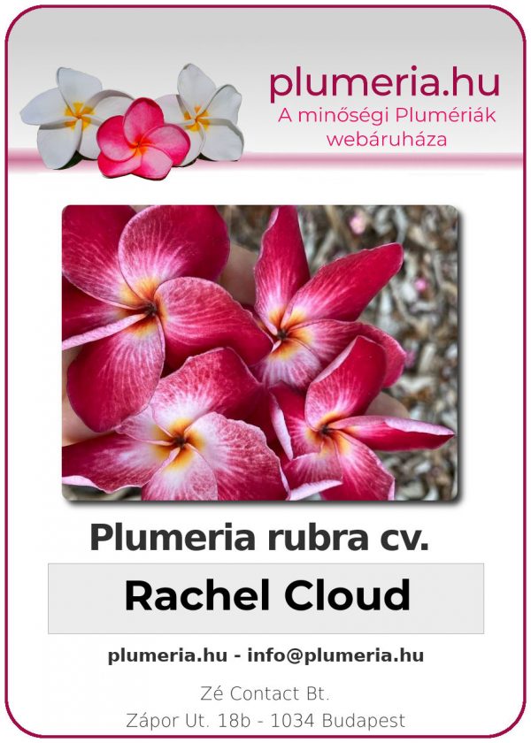 Plumeria rubra - "Rachel Cloud"