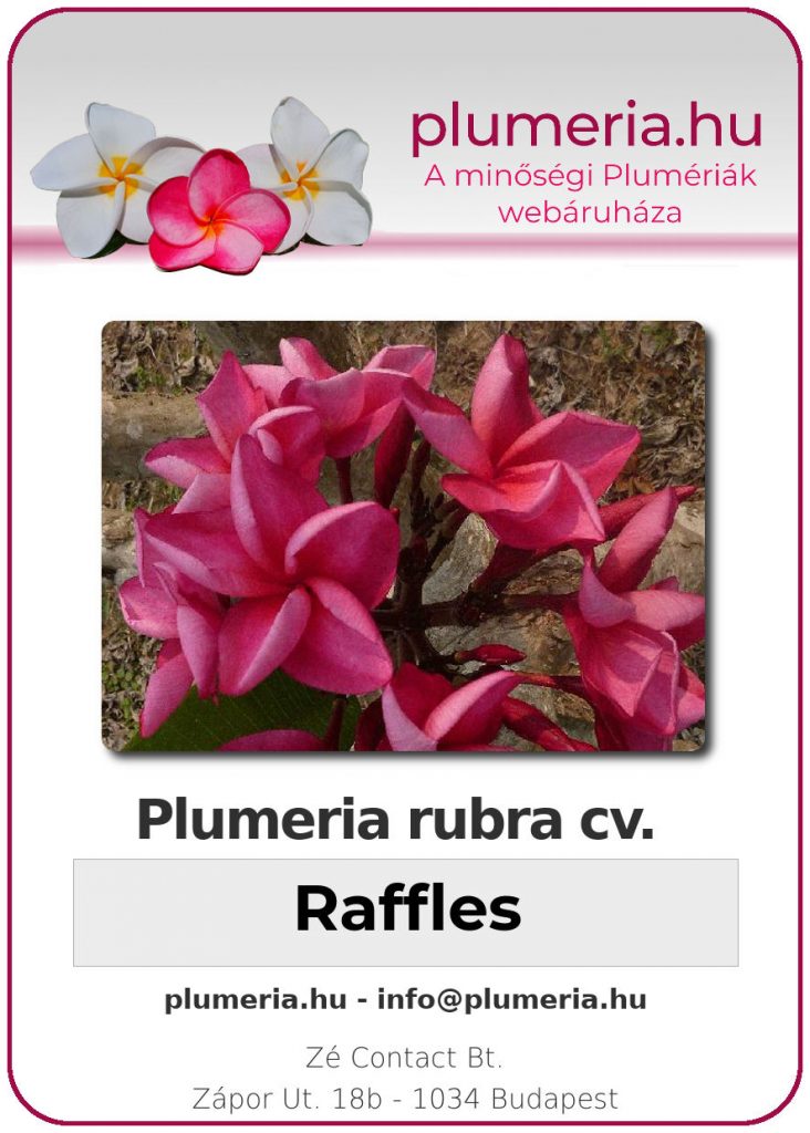 Plumeria rubra "Raffles"