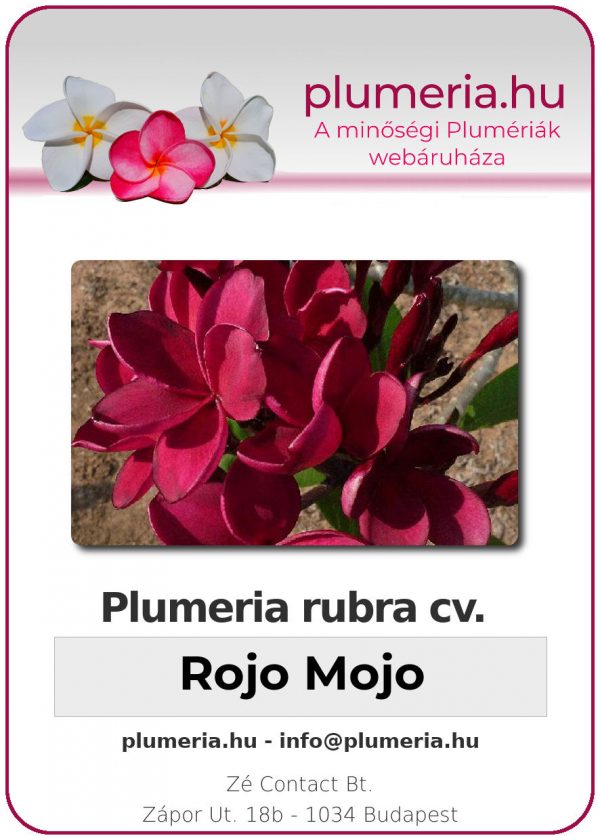 Plumeria rubra - "Rojo Mojo"
