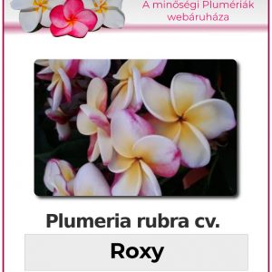 Plumeria rubra - "Roxy"
