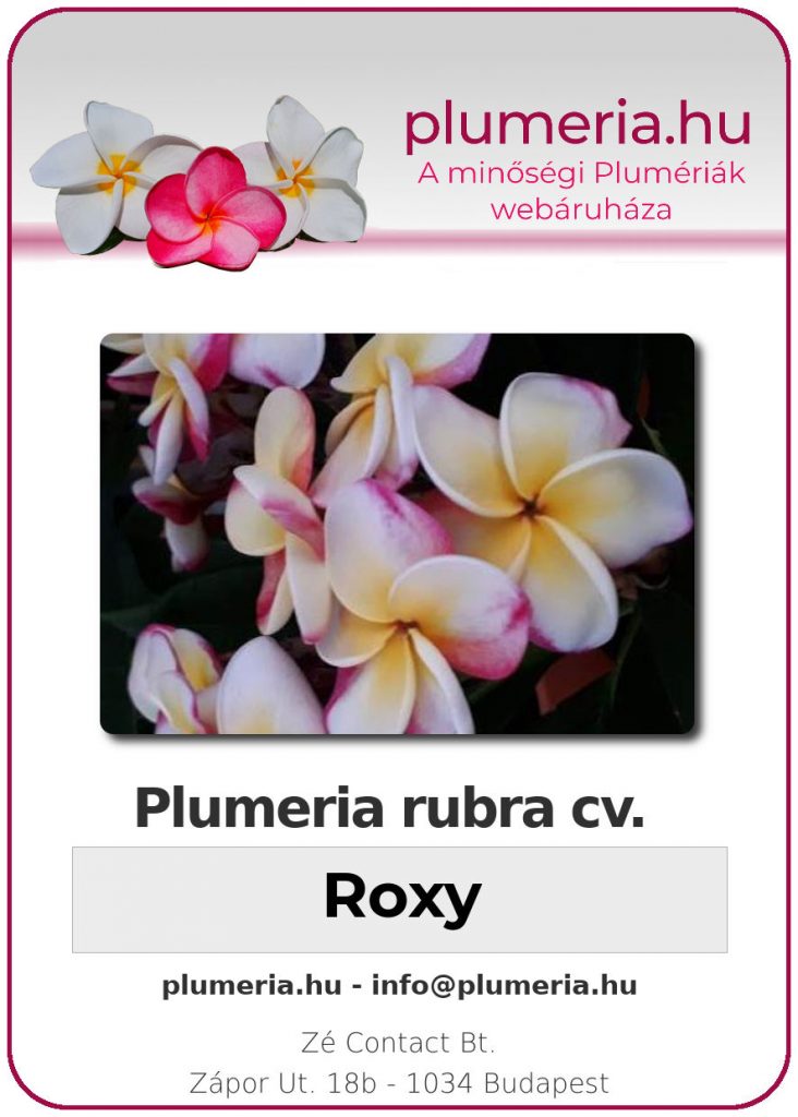 Plumeria rubra "Roxy"