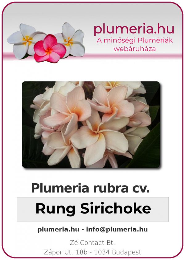 Plumeria rubra - "Rung Sirichoke"