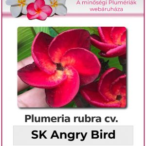 Plumeria rubra - "SK Angry Bird"
