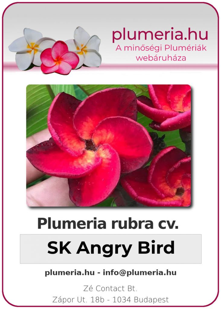 Plumeria rubra "SK Angry Bird"