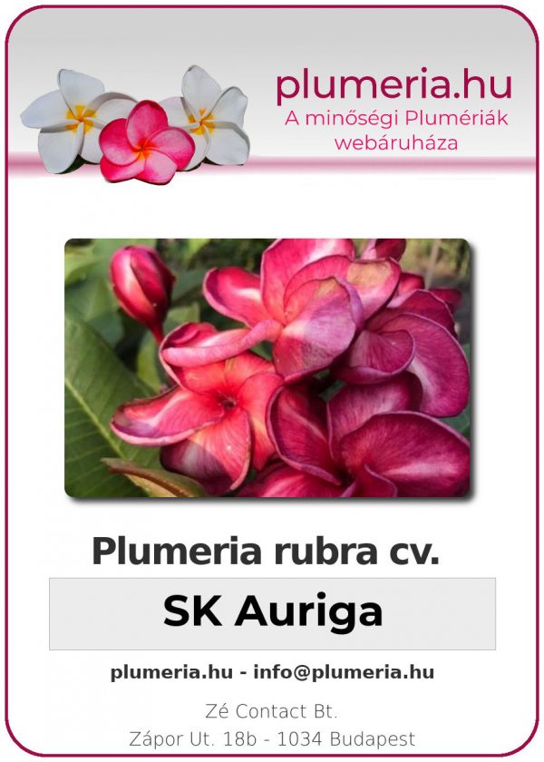 Plumeria rubra - "SK Auriga"